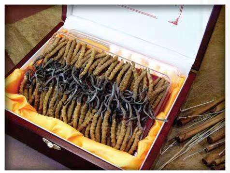 疏附冬虫夏草回收